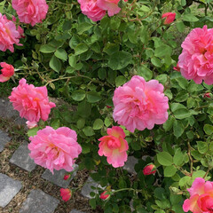 薔薇/令和元年フォト投稿キャンペーン/令和の一枚/おでかけ/おでかけワンショット 薔薇の花はやっぱり綺麗ですね❤️❤️❤️…(2枚目)