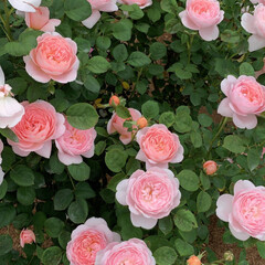 薔薇/令和元年フォト投稿キャンペーン/令和の一枚/おでかけ/おでかけワンショット 薔薇の花はやっぱり綺麗ですね❤️❤️❤️…(5枚目)