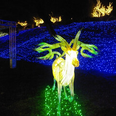 クリスマス2019/おでかけ/フォロー大歓迎 西武遊園地のイルミネーション見に行ってき…(2枚目)
