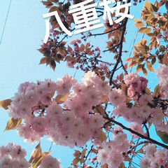 春のフォト投稿キャンペーン/おでかけ/風景 大村公園🌸八重桜(4枚目)