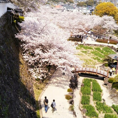 春のフォト投稿キャンペーン/おでかけ/風景 大村公園🌸八重桜(3枚目)