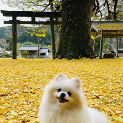 イチョウの絨毯/黄色の世界/ポメラニアン/愛犬 いつもは素通りする、近所の小さな神社⛩
…(3枚目)