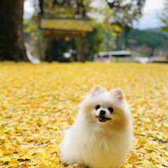 イチョウの絨毯/黄色の世界/ポメラニアン/愛犬 いつもは素通りする、近所の小さな神社⛩
…(1枚目)