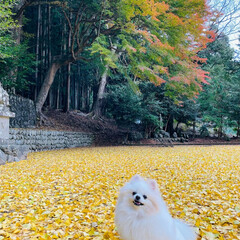 イチョウの絨毯/黄色の世界/ポメラニアン/愛犬 いつもは素通りする、近所の小さな神社⛩
…(4枚目)