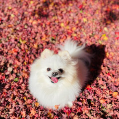 落ち葉の絨毯/ポメラニアン/愛犬 秋色絨毯🍁🍂🍁🍂🍁🍂🍁
お散歩🐾🐾すると…(2枚目)