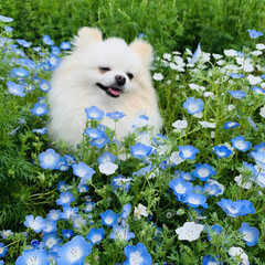 ネモフィラ風呂/LIMIAペット同好会/ポメラニアン/愛犬 白いネモフィラ

去年、たくさん咲いたネ…(3枚目)