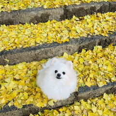 イチョウの絨毯/黄色の世界/ポメラニアン/愛犬 いつもは素通りする、近所の小さな神社⛩
…(7枚目)
