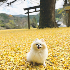 イチョウの絨毯/黄色の世界/ポメラニアン/愛犬 いつもは素通りする、近所の小さな神社⛩
…(2枚目)
