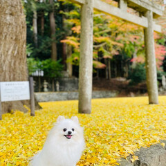 イチョウの絨毯/黄色の世界/ポメラニアン/愛犬 いつもは素通りする、近所の小さな神社⛩
…(5枚目)