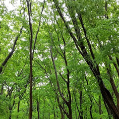 新緑/春のフォト投稿キャンペーン/令和の一枚/わたしのGW 雨の日の新緑がとても綺麗です。(1枚目)