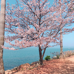 春のフォト投稿キャンペーン 海と桜が映える☺️(1枚目)