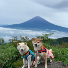 犬派/フォロー大歓迎/LIMIAペット同好会/わんこ同好会/おでかけ/風景/... 富士山と雲海と柴


天気が悪くて富士山…(1枚目)