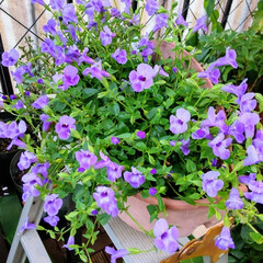 柏葉紫陽花/PWトレニア/ガーデニング/庭 こんばんは。

花達の枯れや 置き場所や…(1枚目)
