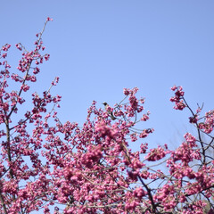 春/桜/植物/風景/春の一枚 花の名前はわかりませんが、濃いピンク色に…(1枚目)