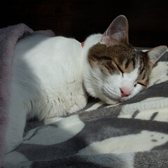 猫/おやすみショット 人間ベッドで日だまり見つけて寝ん猫(´ω…(1枚目)