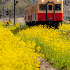 春の一枚 いすみ鉄道と菜の花です。
#春の一枚(1枚目)