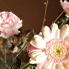 花/猫/春/春の一枚/春を感じる/おもしろ 猫が花を食べようとしているシーン...食…(1枚目)