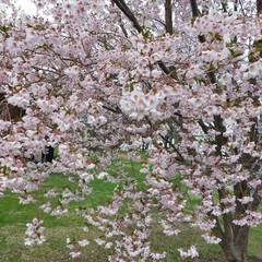 江戸彼岸桜🌸/やっと満開/桜 昨日の夕方から今日の１５時位まで豪雨でし…(3枚目)