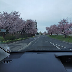 江戸彼岸桜🌸/やっと満開/桜 昨日の夕方から今日の１５時位まで豪雨でし…(1枚目)