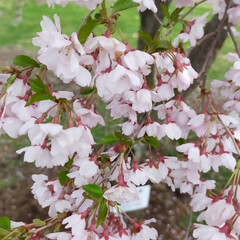 江戸彼岸桜🌸/やっと満開/桜 昨日の夕方から今日の１５時位まで豪雨でし…(4枚目)