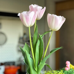 チューリップ/花のある暮らし/インテリア/春の一枚 わたしの中で、春に飾りたくなるお花といえ…(1枚目)