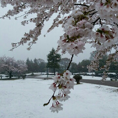 季節外れ/雪景色/桜風景/さくら/春のフォト投稿キャンペーン/風景 4月にまさかの雪⛄(1枚目)