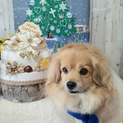 犬のクリスマス/犬との生活/犬との暮らし/ヨープー/ペキックス/セリア/... 🎄メリークリスマス🎄

のんにはセーター…(2枚目)