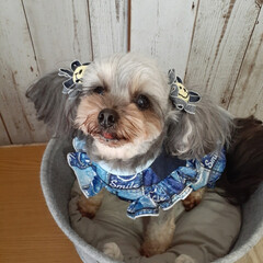 犬との暮らし/ペキックス/ヨープー/デニムヤーン/レース糸/ダイソー/... スマイルのヘアゴム💕
いつものお友達にス…