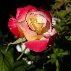 花のある暮らし/花/ダブルデライト/薔薇/令和の一枚/フォロー大歓迎/... 大好きな薔薇が咲きました🌹
ダブルデライ…(1枚目)