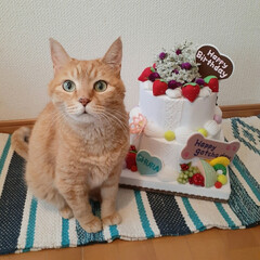 ハンドメイド/フェルトケーキ/うちの子記念日/お誕生日/18歳猫/保護猫/... 昨日8月5日は
しゅらの18回目のうちの…