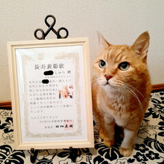 保護猫/18歳猫/茶トラ/木製アートフレーム/100均/セリア/... 🌟長寿表彰🌟
しゅらを長寿猫として表彰…