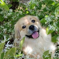 犬好きな人と繋がりたい/ペキックス/犬/令和元年フォト投稿キャンペーン/令和の一枚/フォロー大歓迎/... .
なんじゃもんじゃの中で
可愛い笑顔🐶…(1枚目)