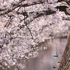 花見/桜/桜並木/春/春の一枚 こちらもお気に入りの桜ショット。

近所…(1枚目)