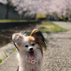 愛犬/桜/春のフォト投稿キャンペーン/LIMIAペット同好会/はじめてフォト投稿/ペット/... 桜とアミ。(1枚目)
