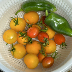 「今日の収穫は赤とオレンジのミニトマトと
…」(1枚目)