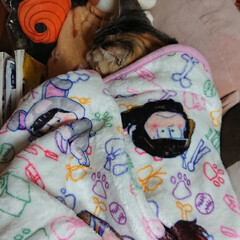 家猫/かわいい/三毛猫/猫 毛布を掛けて、ぬくぬく寝んねのネネちゃん…(1枚目)