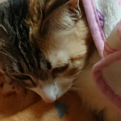 家猫/かわいい/三毛猫/猫 毛布を掛けて、ぬくぬく寝んねのネネちゃん…(2枚目)