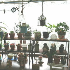 棚/リビング/セリア/多肉植物/観葉植物 出窓の植物を整理してみました。セリアのア…(3枚目)