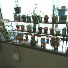 棚/リビング/セリア/多肉植物/観葉植物 出窓の植物を整理してみました。セリアのア…(2枚目)