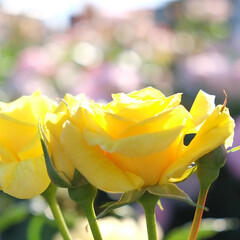 お花/バラ/わたしのGW 黄色いバラ。おひさまに照らされてキラキラ…(1枚目)