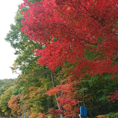 紅/秋空/紅葉/生活/奥会津/会津 🍀紅葉🍀
駒止峠(こまどめとうげ)
こ…