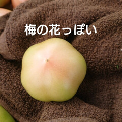 感謝の気持ち/南郷トマト/GAP/JA/🍅農家さん/アルバイト 🍀無事におわりました🍀
もう あの過酷…