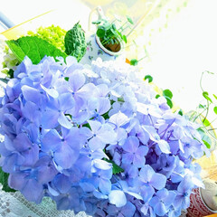 梅雨/園芸/庭/紫陽花 
昔ながらの
紫がかった青い普通の紫陽花…(2枚目)