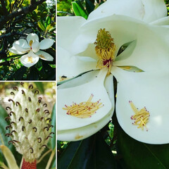 おでかけ/植物園/白い花/大きな花/タイサンボク/木の実/... ♡タイサンボク

植物園④

私の頭より…(1枚目)