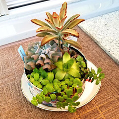 寄せ植え/多肉植物/リミアな暮らし/暮らし 赤ちゃん子宝草の赤ちゃんに、がっつり根が…
