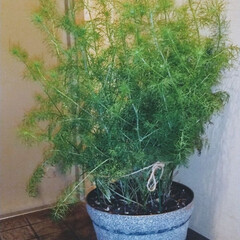 風が強い/ニゲラ 風が強い💨💨(((;ꏿ_ꏿ;)))
一…