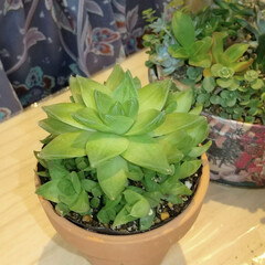 ベランダ園芸/植え替え/ハオルチア/多肉植物 ♡ハオルチア
寄せ植えにしていた『ハオ…