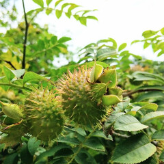 ばらの実/バラ/おでかけ/植物園/植物/花 ♡サンショウバラの実
高山植物園…まだ…