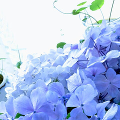 梅雨/園芸/庭/紫陽花 
昔ながらの
紫がかった青い普通の紫陽花…(1枚目)