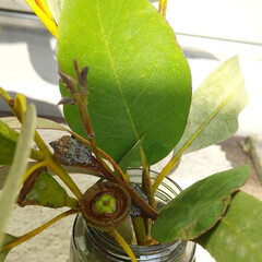 木の実/木/植物/ユーカリ ♡ユーカリ・グロボラス
先日の強風で折…